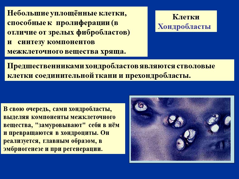 Клетки Хондробласты   Небольшие уплощённые клетки, способные к  пролиферации (в отличие от